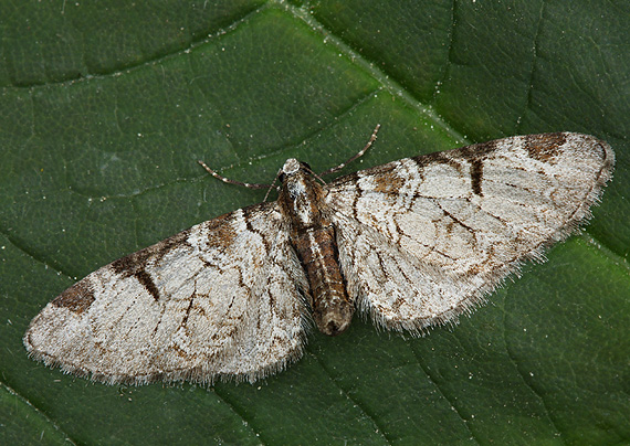 kvetnatka ovocná Eupithecia insigniata