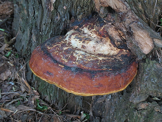 práchnovček pásikavý Fomitopsis pinicola (Sw.) P. Karst.