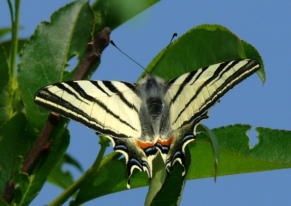 vidlochvost ovocný Iphiclides podalirius