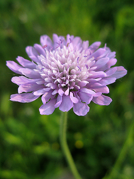 chrastavec roľný Knautia arvensis (L.) Coult.