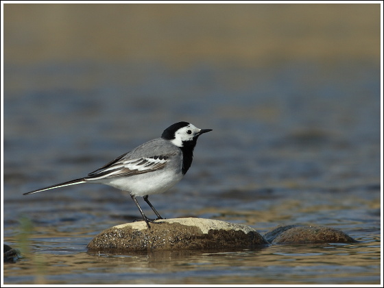 trasochvost biely Motacilla alba