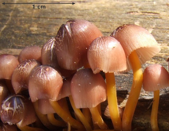 prilbička žltohlúbiková Mycena renati Quél.