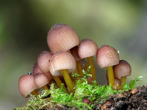 prilbička žltohlúbiková Mycena renati Quél.