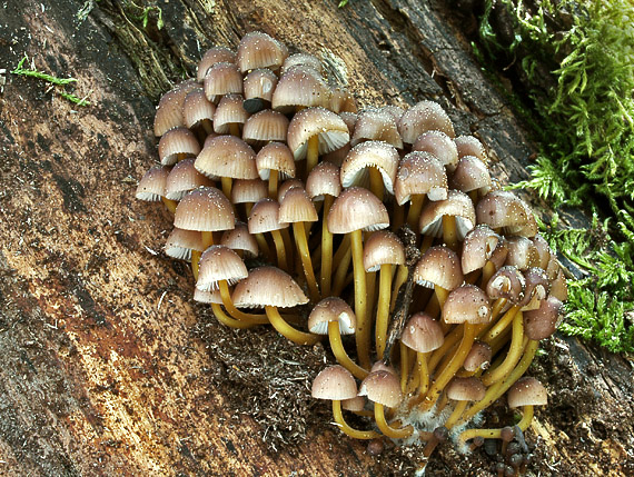 prilbička žltohlúbiková Mycena renati Quél.