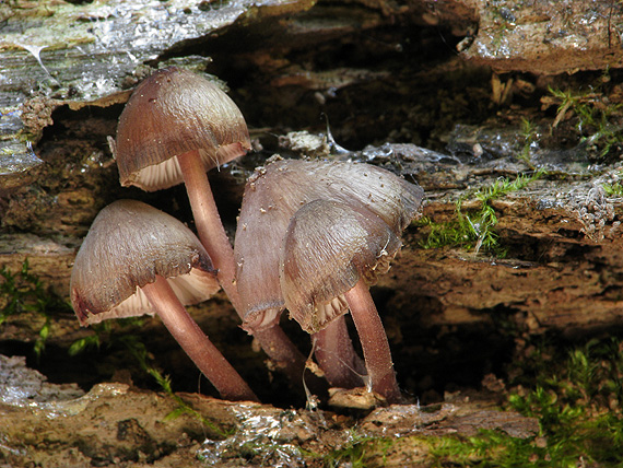 prilbička  Mycena sp.