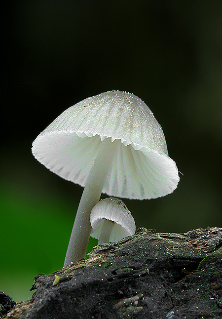 prilbička Mycena sp.