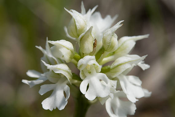 neotinea trojzubá Neotinea tridentata (Scop.) R. M. Bateman, Pridceon et M. W. Chase