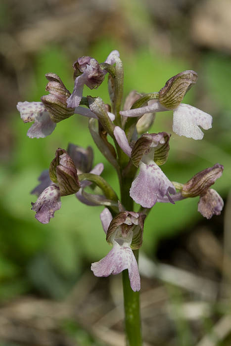 vstavač obyčajný Orchis morio