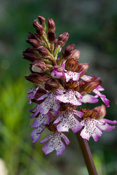 vstavač purpurový Orchis purpurea Huds.