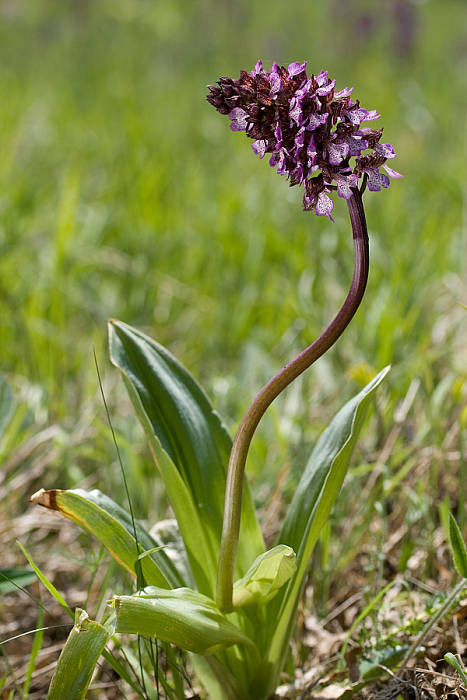 vstavač purpurový Orchis purpurea Huds.