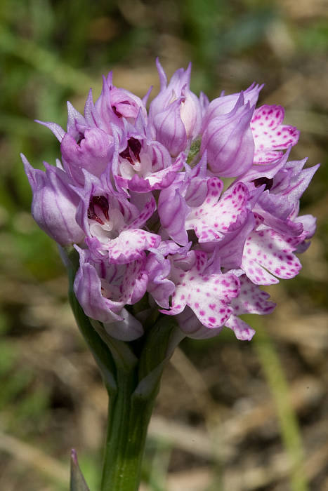 vstavač trojzubý Orchis tridetata