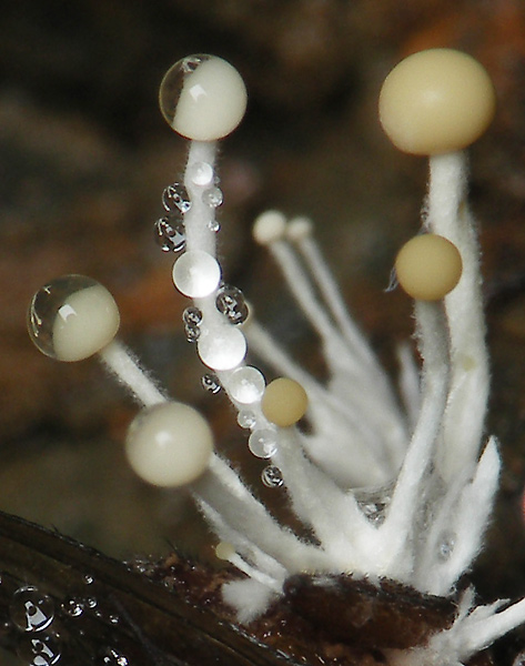 polycephalomyces Polycephalomyces ramosus (Peck) Mains