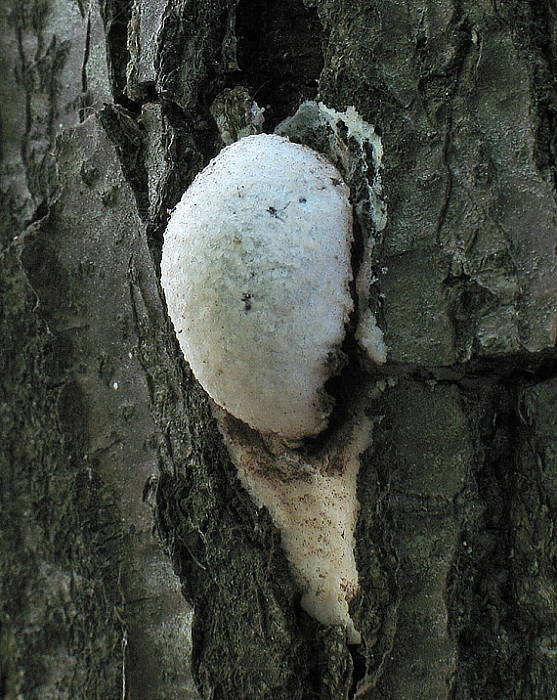 sieťnatka obyčajná Reticularia lycoperdon Bull.