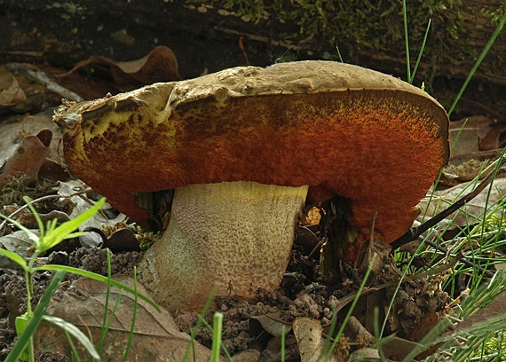 hríb zrnitohlúbikový Sutorius luridiformis (Rostk.) G. Wu & Zhu L. Yang