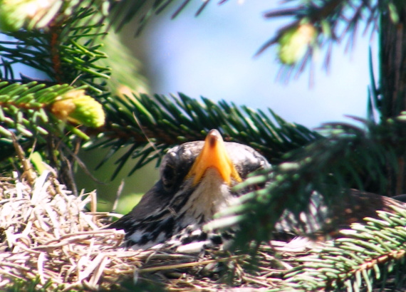 drozd plavý Turdus philomelos