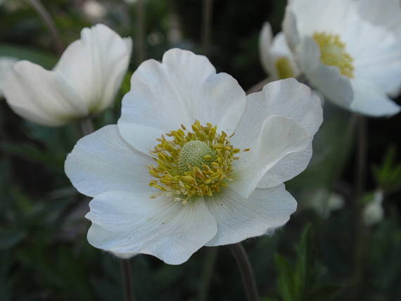 veternica lesná Anemone sylvestris L.