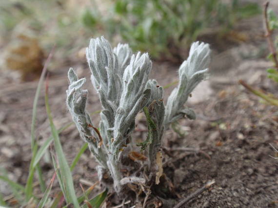 plsťovka vzpriamená Bombycilaena erecta (L.) Smoljan.