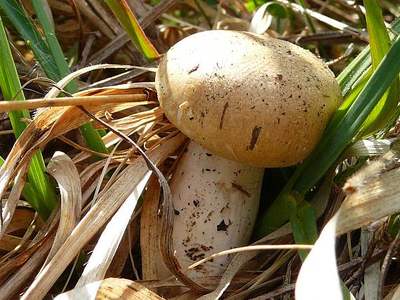 čírovnica májová Calocybe gambosa (Fr.) Donk