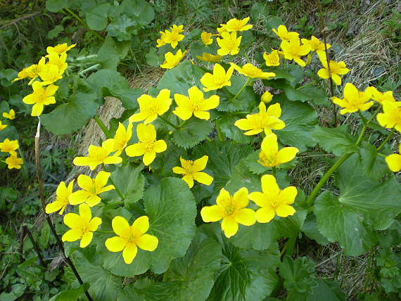 záružlie močiarne Caltha palustris L.