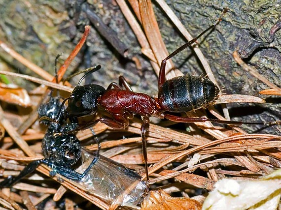 mravec drevokazný Camponotus ligniperdus (cf.)