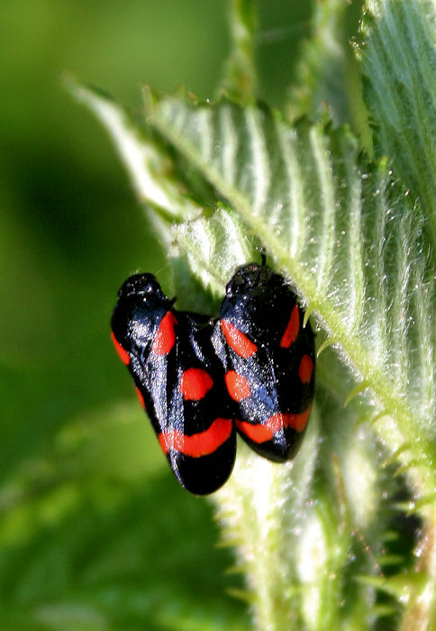 peniarka nížinná  Cercopis sanguinolenta