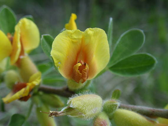 zanoväť regensburská Chamaecytisus ratisbonensis (Schaeff.) Rothm.