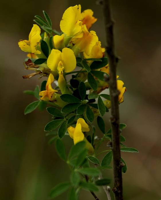 zanoväť  Chamaecytisus sp.