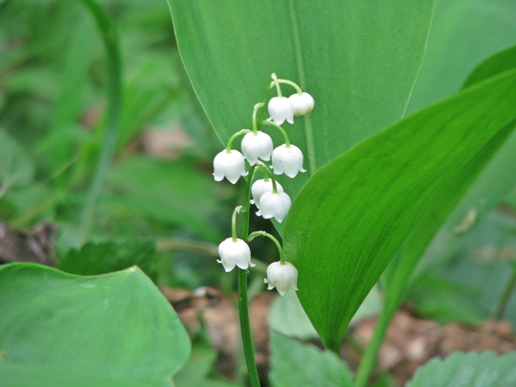 konvalinka voňavá Convallaria majalis L.