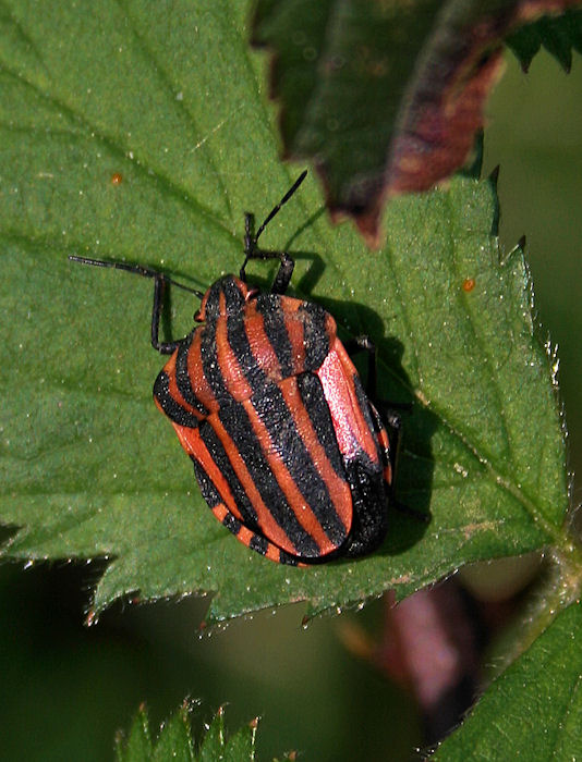 bzdocha pásavá Graphosoma italicum