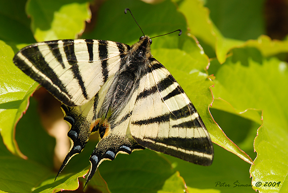 vidlochvost ovocný Iphiclides podalirius