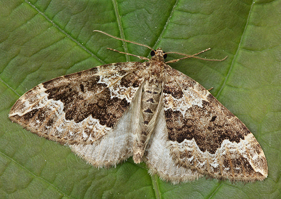 piadivka zadymená Lampropteryx suffumata