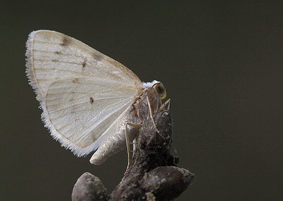 listnatka dvojškvrnná Lomographa bimaculata