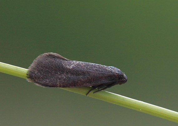 vreckovec skalný Lypusa maurella