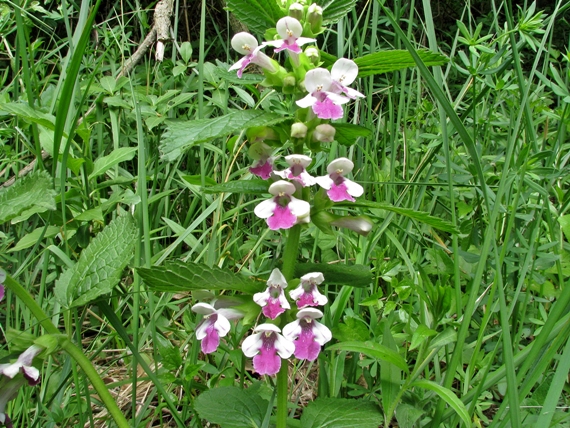 medúnka medovkolistá Melittis melissophyllum L.