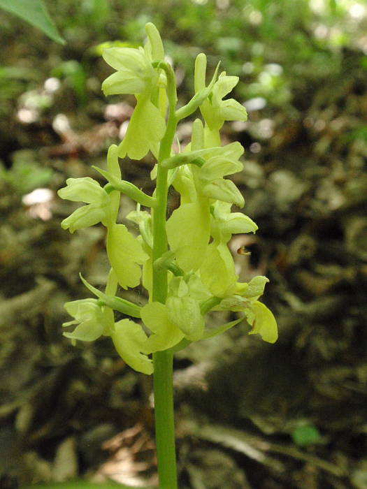 vstavač bledý Orchis pallens L.