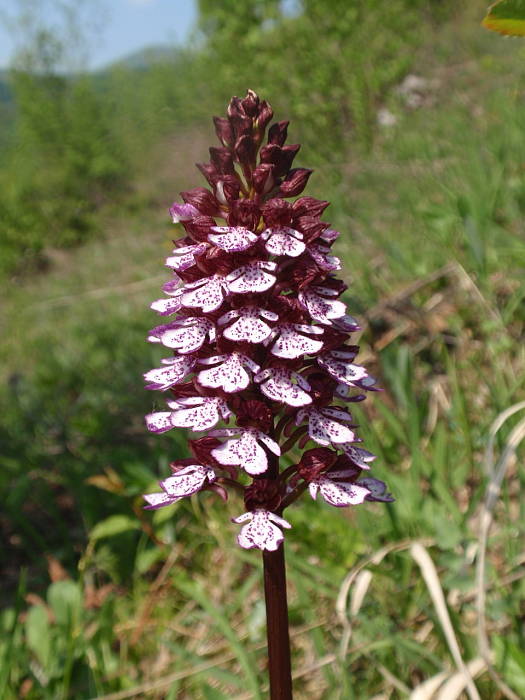 vstavač purpurový Orchis purpurea Huds.