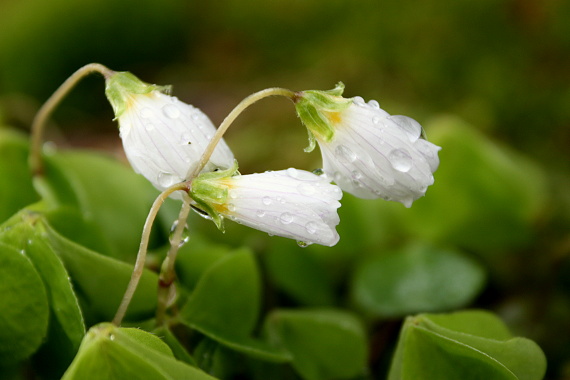 kyslička obyčajná - šťavel kyselý Oxalis acetosella L.