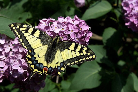 vidlochvost feniklový Papilio machaon