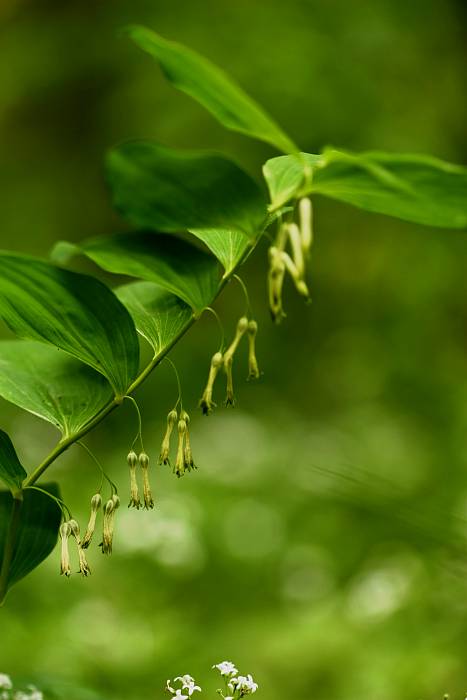 kokorík mnohokvetý Polygonatum multiflorum (L.) All.