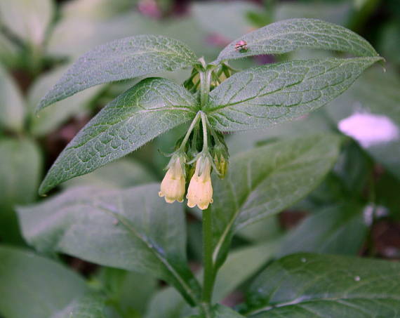 kostihoj hľuznatý Symphytum tuberosum L.