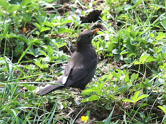 drozd čierny Turdus merula