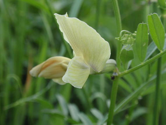 vika veľkokvetá Vicia grandiflora Scop.