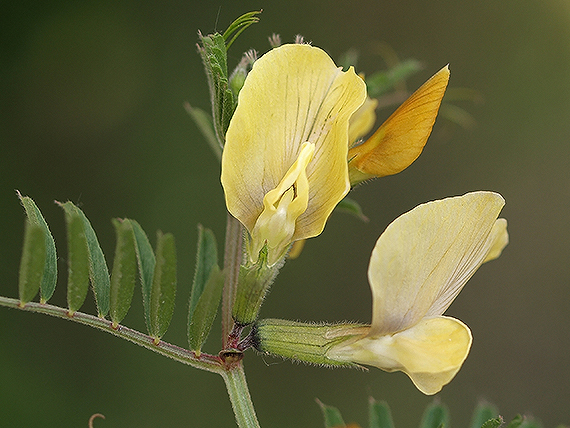 vika veľkokvetá Vicia grandiflora Scop.