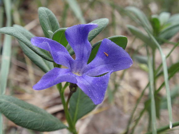 zimozeleň bylinná Vinca herbacea Waldst. et Kit.