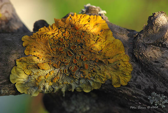 lišajník múrový Xanthoria parietina var. parietina