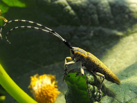 vrzúnik úzkoštíty Agapanthia villosoviridescens (Cerambycidae)