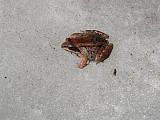 red-legged Frog 