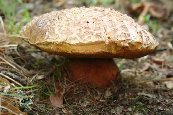 hríb sosnový Boletus pinophilus Pil. et Dermek in Pil.