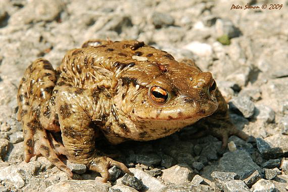 ropucha obyčajná Bufo bufo