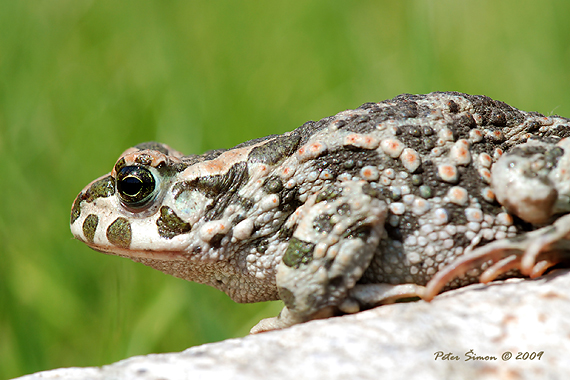 ropucha zelená Bufo viridis